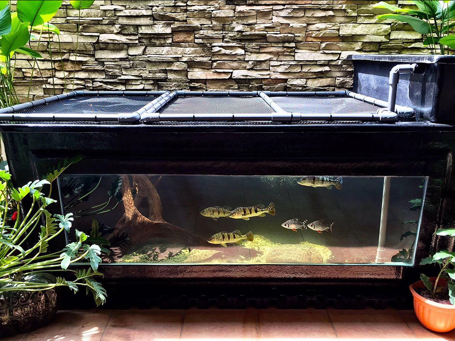 Fibre Glass Tank - SS Aquarium